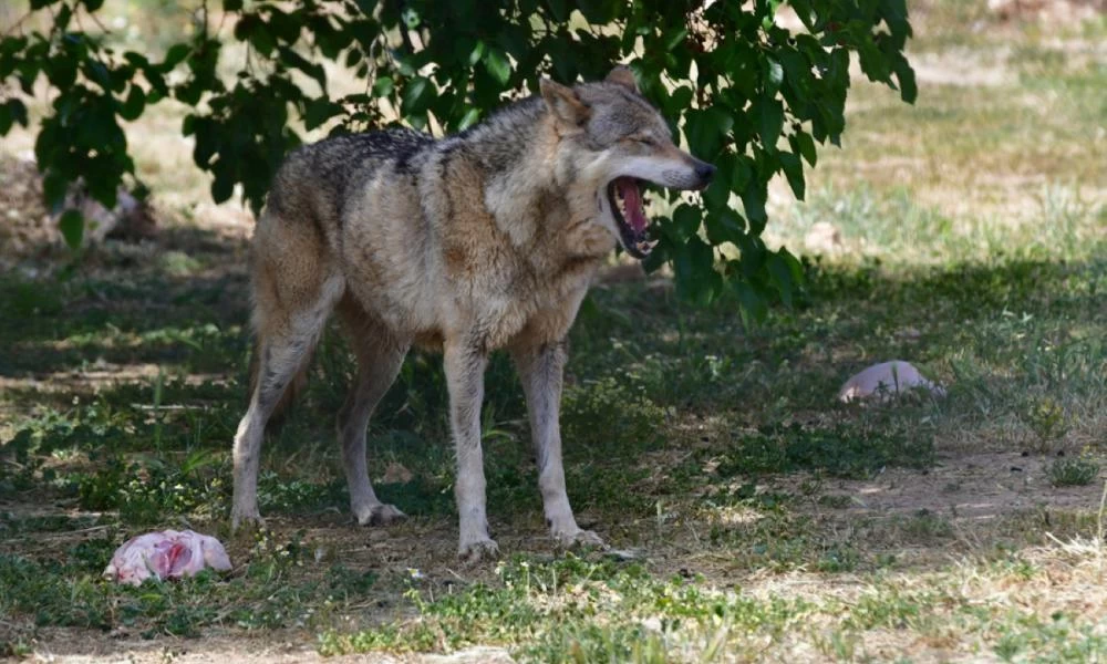 Καλλιστώ: Ξεκαθαρίζει και καθησυχάζει εν μέρει - Δεν υπάρχει «μονόλυκος» που επιτέθηκε σε σκύλους στον Διόνυσο